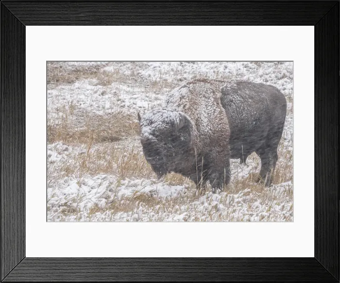 Framed Print : American bison (Bison Bison) in a driving snow storm Framed Print : American bison (Bison Bison) in a driving snow storm