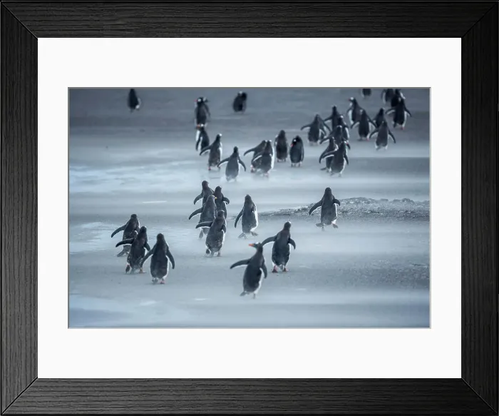 Framed Print : Gentoo Penguins (Pygocelis papua papua) walking, Sea Lion Island, Falkland Islands, South America Framed Print : Gentoo Penguins (Pygocelis papua papua) walking, Sea Lion Island, Falkland Islands, South America