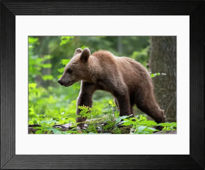 Framed Print : European brown bear (Ursus arctos), Notranjska forest, Slovenia, Europe