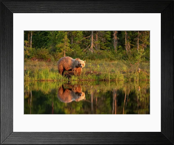 Framed Print : Eurasian brown bear (Ursus arctos arctos) in evening sunlight, reflected in lake, Kuhmo, Finland, Europe Framed Print : Eurasian brown bear (Ursus arctos arctos) in evening sunlight, reflected in lake, Kuhmo, Finland, Europe
