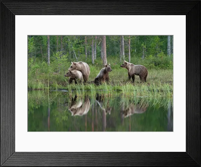 Framed Print : Eurasian brown bear (Ursus arctos arctos) and cubs, Kuhmo, Finland, Europe