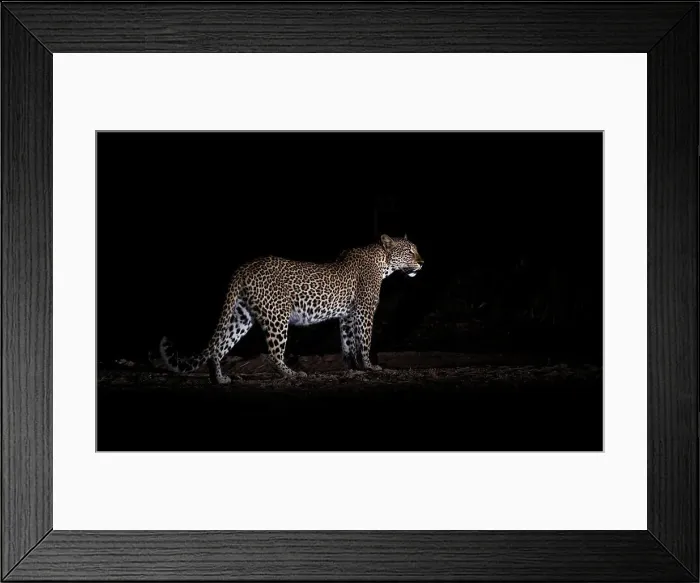 Framed Print : Leopard at night (Panthera pardus), South Luangwa National Park, Zambia, Africa Framed Print : Leopard at night (Panthera pardus), South Luangwa National Park, Zambia, Africa