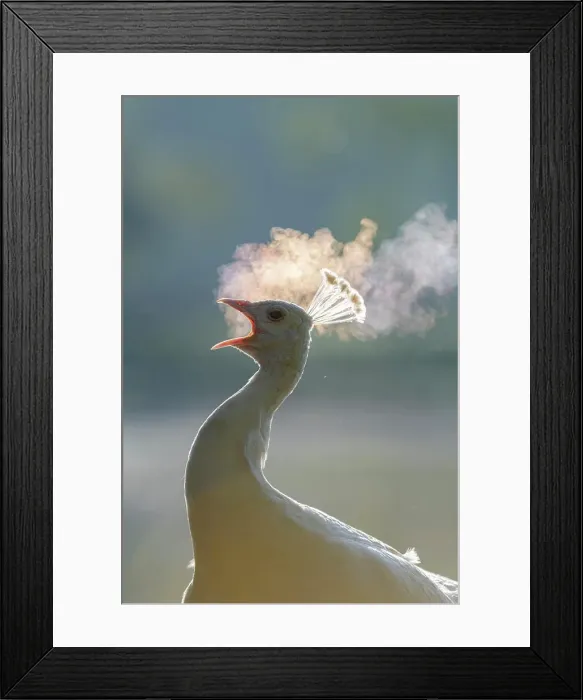 Framed Print : Female peacock (peahen) calling, early morning, Kent, England, United Kingdom, Europe