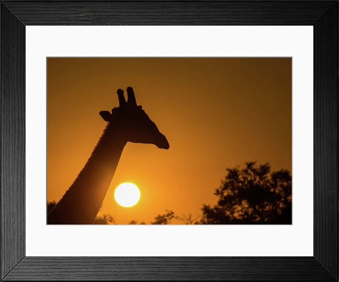 Framed Print : Silhouette of giraffe (Giraffa), with setting sun, South Luangwa National Park, Zambia, Africa Framed Print : Silhouette of giraffe (Giraffa), with setting sun, South Luangwa National Park, Zambia, Africa