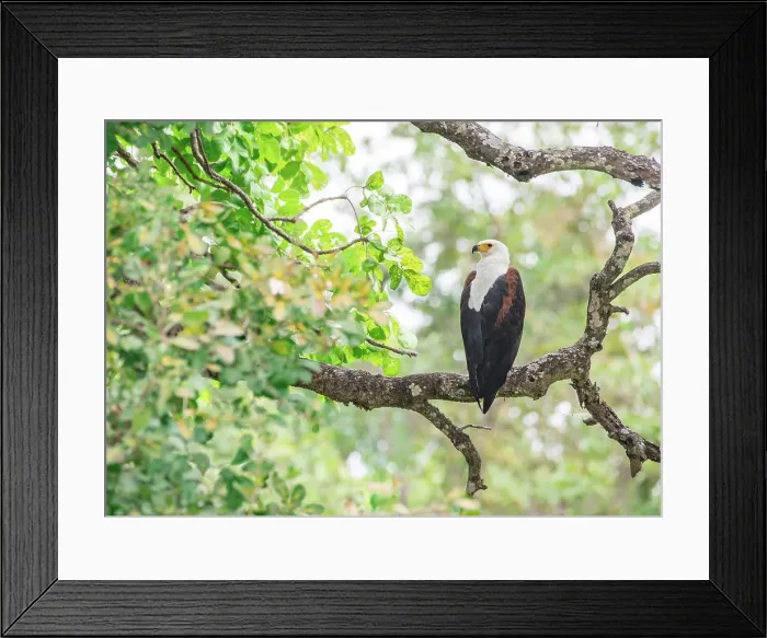 Framed Print : African fish eagle (Haliaeetus vocifer), framed by branches, South Luangwa National Park, Zambia, Africa Framed Print : African fish eagle (Haliaeetus vocifer), framed by branches, South Luangwa National Park, Zambia, Africa