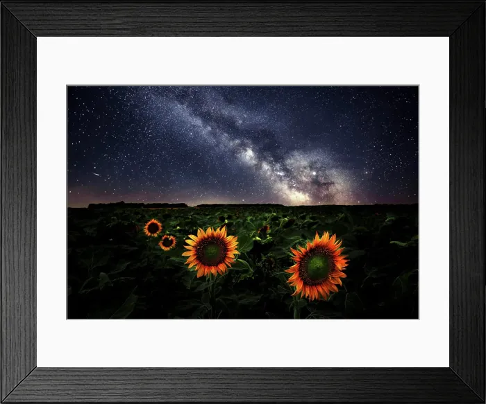 Framed Print : Milkyway over sunflower field Manitoba Canada Composite image 2 exposures Framed Print : Milkyway over sunflower field Manitoba Canada Composite image 2 exposures