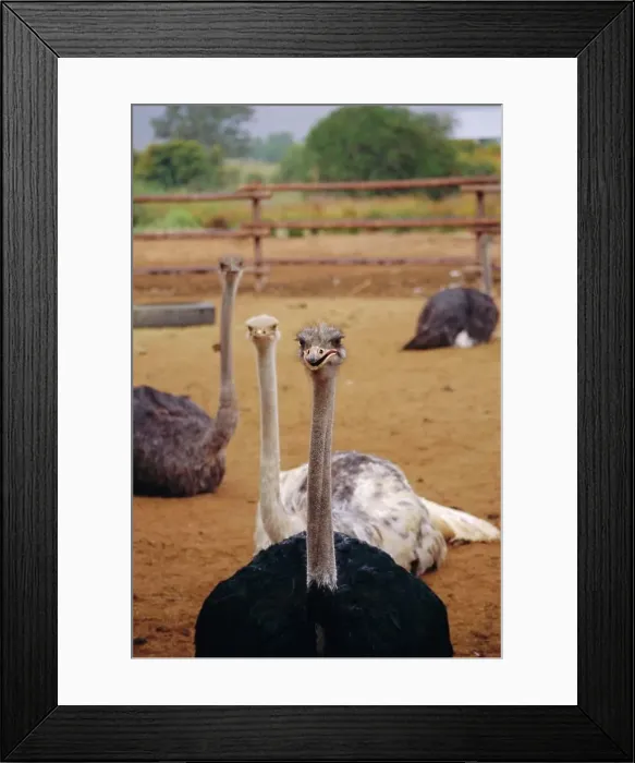 Framed Print : Ostrich farm in Oudtshoorn, Little Karoo, South Affrica Framed Print : Ostrich farm in Oudtshoorn, Little Karoo, South Affrica