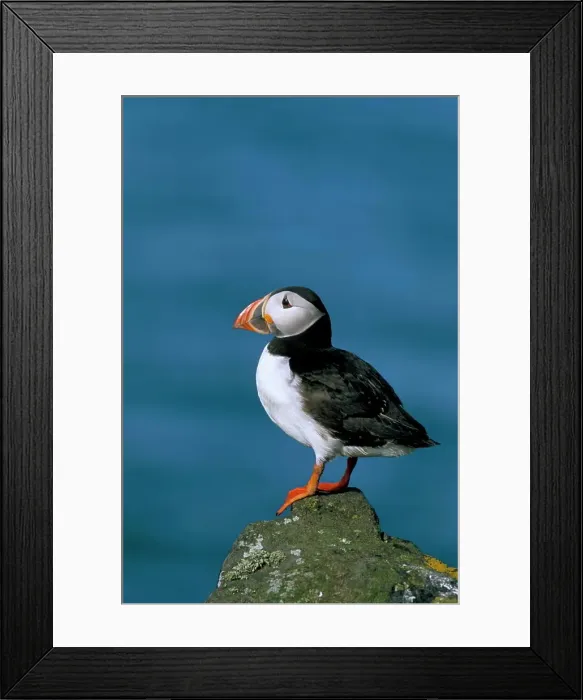 Framed Print : Puffin Fratercula arctica, Skomer Island, Pembrokeshire, Wales, United Kingdom, Europe Framed Print : Puffin Fratercula arctica, Skomer Island, Pembrokeshire, Wales, United Kingdom, Europe