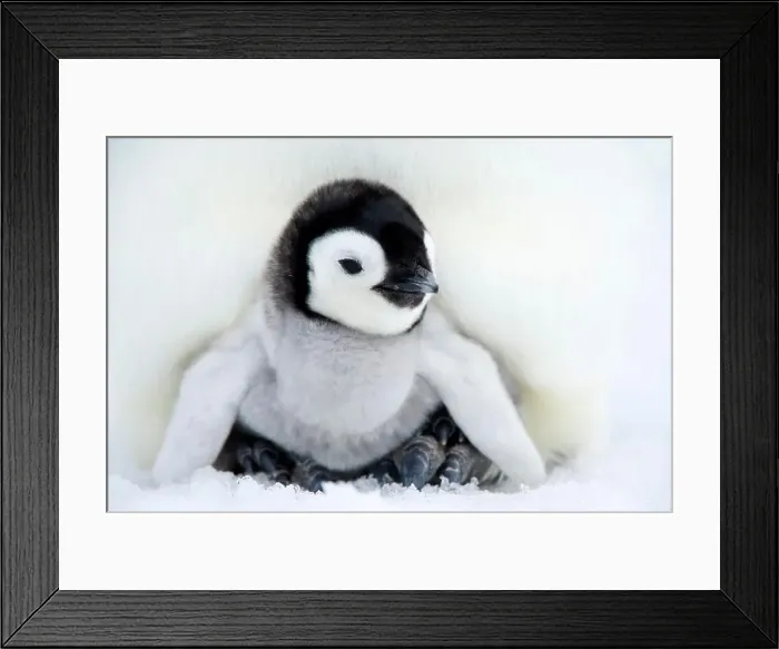 Framed Print : Emperor penguin chick Aptenodytes forsteri, Snow Hill Island, Weddell Sea, Antarctica, Polar Regions Framed Print : Emperor penguin chick Aptenodytes forsteri, Snow Hill Island, Weddell Sea, Antarctica, Polar Regions
