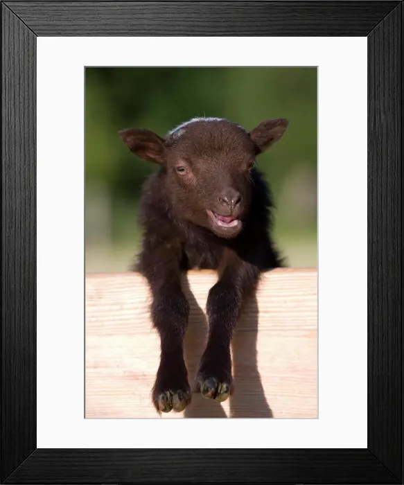 Framed Print : Lamb, Lage, Germany, Europe Framed Print : Lamb, Lage, Germany, Europe