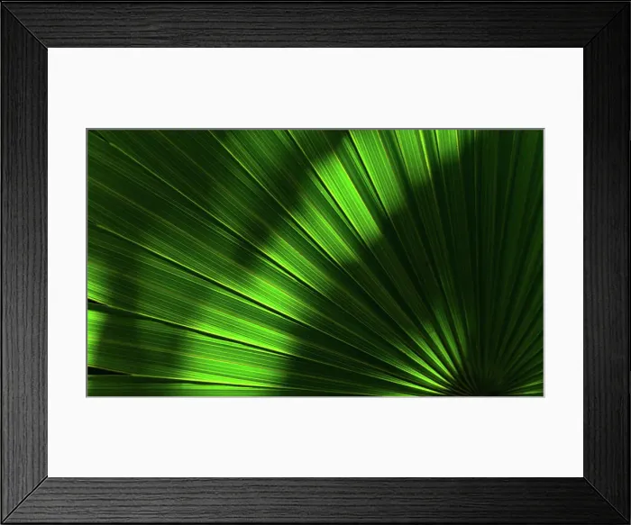 Framed Print : Close-up of green palm leaf with sunlight and shadow Framed Print : Close-up of green palm leaf with sunlight and shadow