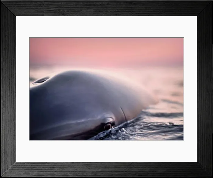 Framed Print : Head of wild solitary Bottlenose Dolphin, Inishmore, Aran Islands Framed Print : Head of wild solitary Bottlenose Dolphin, Inishmore, Aran Islands