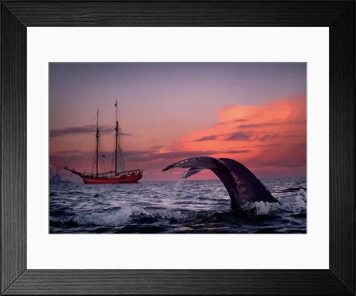 Framed Print : Humpback whale diving, Skjervøy, Troms, Norway Framed Print : Humpback whale diving, Skjervøy, Troms, Norway
