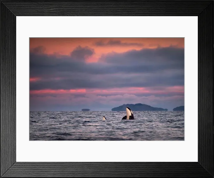 Framed Print : Orcas, killer whales spy hopping, Skjervøy, Troms, Norway Framed Print : Orcas, killer whales spy hopping, Skjervøy, Troms, Norway