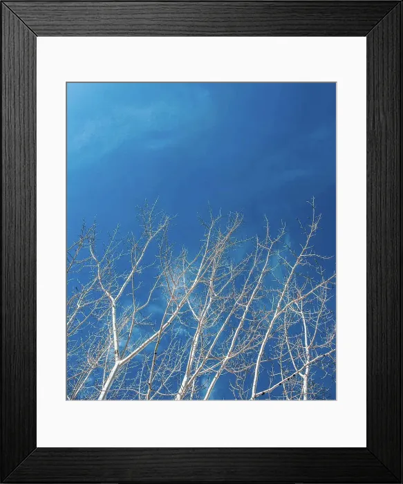 Framed Print : Low angle view of bare trees against blue sky Framed Print : Low angle view of bare trees against blue sky