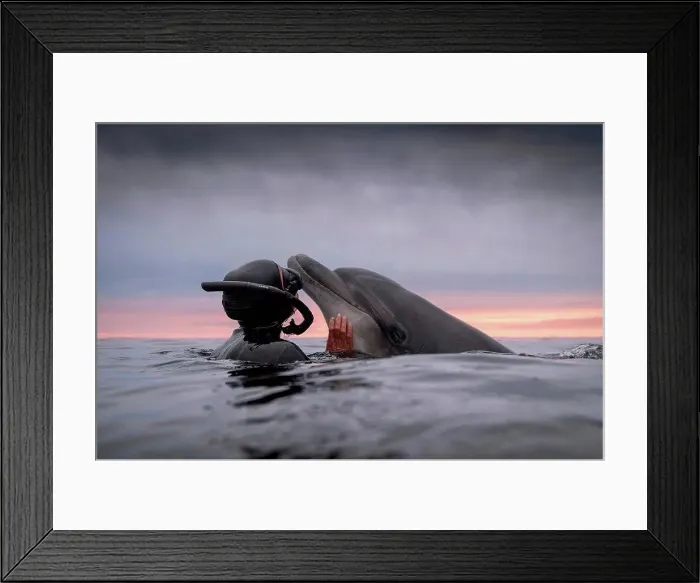 Framed Print : Woman freediving with bottlenose dolphin (Tursiops truncatus), Doolin, Clare, Ireland Framed Print : Woman freediving with bottlenose dolphin (Tursiops truncatus), Doolin, Clare, Ireland