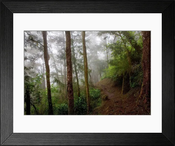 Framed Print : Path through misty tropical rainforest, Reunion Island Framed Print : Path through misty tropical rainforest, Reunion Island