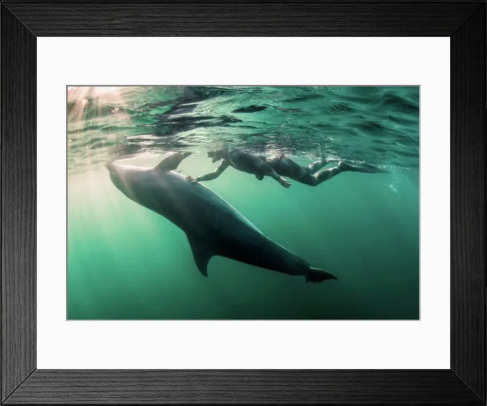 Framed Print : Woman free-diving with Bottlenose dolphin (Tursiops truncates), underwater view, Doolin, Clare, Ireland Framed Print : Woman free-diving with Bottlenose dolphin (Tursiops truncates), underwater view, Doolin, Clare, Ireland