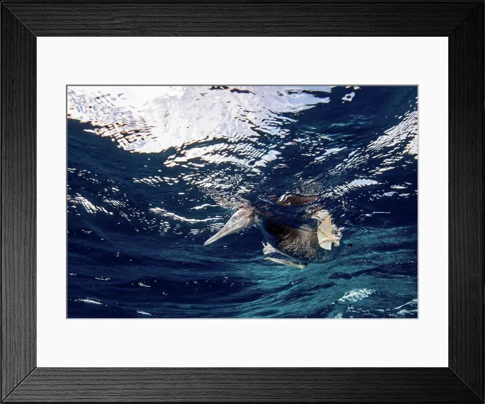 Framed Print : Brown Booby hunting underwater, Puntarenas, Costa Rica