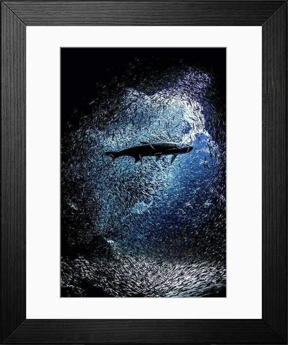 Framed Print : Fish near mouth of underwater cave Framed Print : Fish near mouth of underwater cave