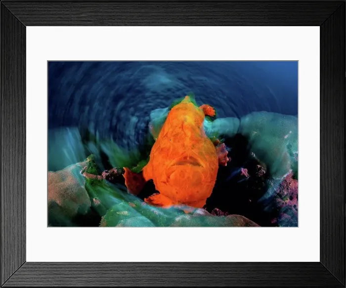 Framed Print : Orange frogfish, long exposure, Puntarenas, Costa Rica Framed Print : Orange frogfish, long exposure, Puntarenas, Costa Rica