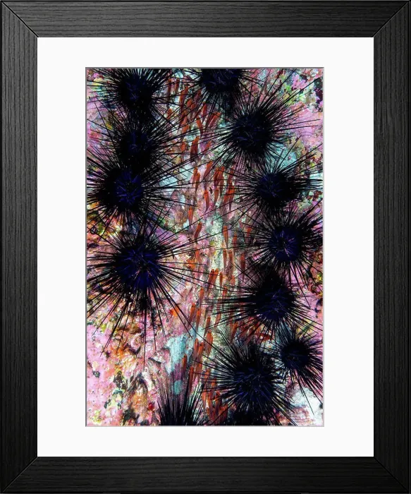 Framed Print : Snappers looking for refuge from predators in colony of sea urchins, long exposure, Puntarenas, Costa Rica