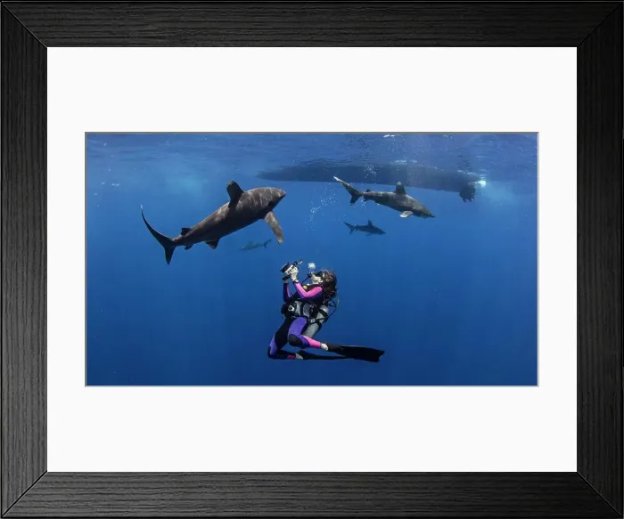 Framed Print : Bahamas, Scuba diver photographing oceanic whitetip sharks near Cat Island Framed Print : Bahamas, Scuba diver photographing oceanic whitetip sharks near Cat Island