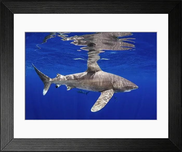 Framed Print : Bahamas, Oceanic whitetip shark swimming near Cat Island