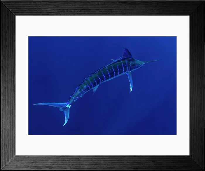 Framed Print : Bahamas, Blue marlin swimming near Cat Island Framed Print : Bahamas, Blue marlin swimming near Cat Island