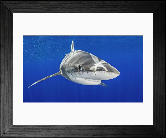 Framed Print : Bahamas, Oceanic whitetip shark swimming near Cat Island Framed Print : Bahamas, Oceanic whitetip shark swimming near Cat Island