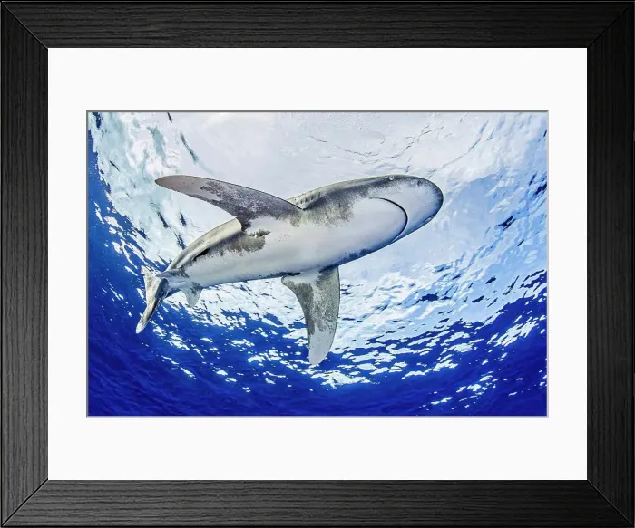 Framed Print : Bahamas, Oceanic whitetip shark swimming near Cat Island