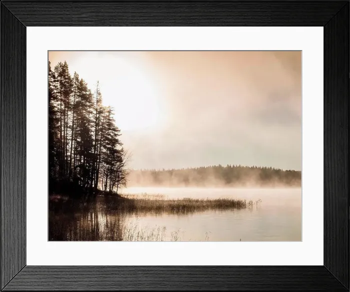 Framed Print : Silhouetted trees on misty lakeside at sunrise, Orivesi, Finland Framed Print : Silhouetted trees on misty lakeside at sunrise, Orivesi, Finland