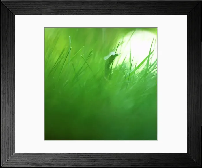 Framed Print : Grass, extreme close up Framed Print : Grass, extreme close up