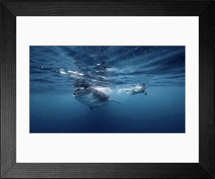 Framed Print : Diver swimming with Whale shark, underwater view, Cancun, Mexico Framed Print : Diver swimming with Whale shark, underwater view, Cancun, Mexico