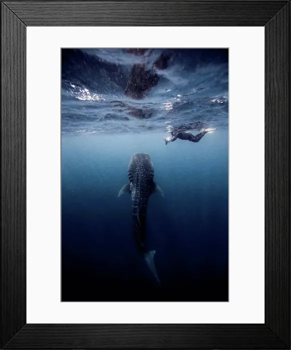 Framed Print : Diver swimming with Whale shark, underwater view, Cancun, Mexico Framed Print : Diver swimming with Whale shark, underwater view, Cancun, Mexico