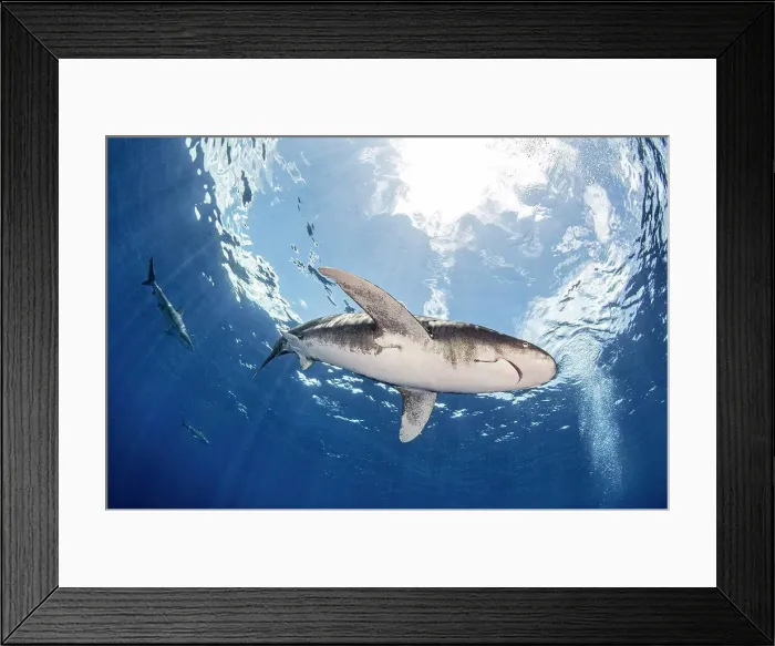 Framed Print : Bahamas, Cat Island, Low angle view of Oceanic whitetip shark swimming in sea