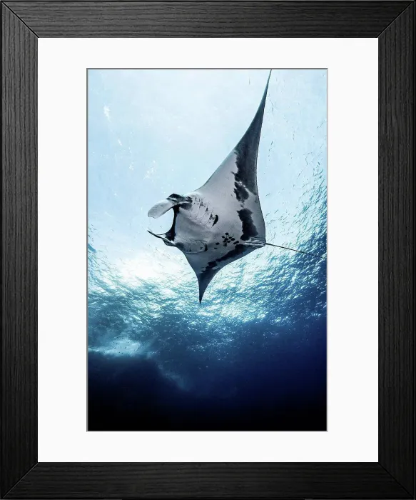Framed Print : Giant Ocean Manta, underwater view, Socorro, Mexico Framed Print : Giant Ocean Manta, underwater view, Socorro, Mexico