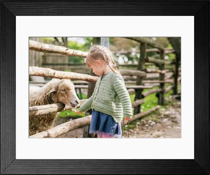 Framed Print : Girl feeding sheep in pen Framed Print : Girl feeding sheep in pen