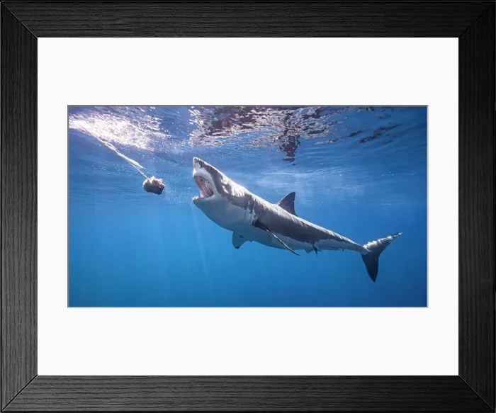 Framed Print : Mexico, Guadalupe Island, Great white shark (Carcharodon carcharias) underwater Framed Print : Mexico, Guadalupe Island, Great white shark (Carcharodon carcharias) underwater