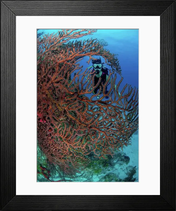 Framed Print : Scuba diver exploring pristine coral heads composed of sponges Framed Print : Scuba diver exploring pristine coral heads composed of sponges