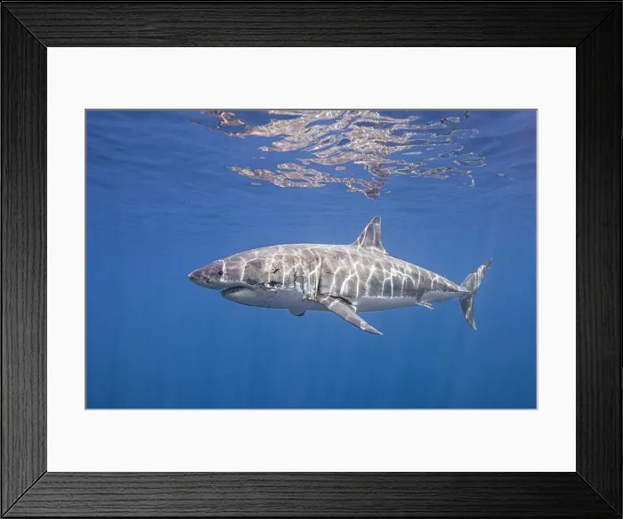 Framed Print : Mexico, Guadalupe Island, Great white shark (Carcharodon carcharias) underwater