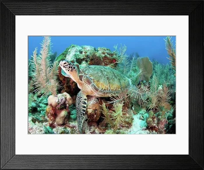 Framed Print : Green sea turtle on Caribbean reef Framed Print : Green sea turtle on Caribbean reef