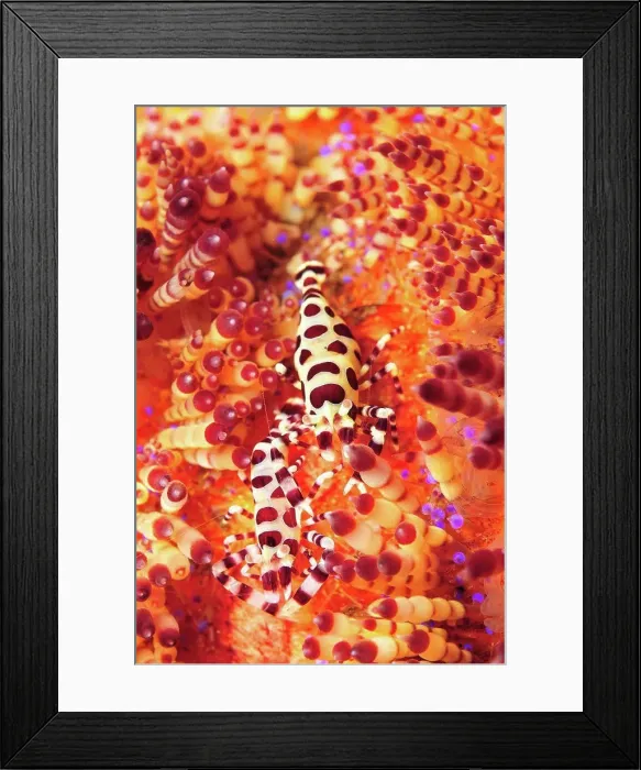Framed Print : Pair of coleman shrimp on a red and yellow fire urchin, Bali, Indonesia Framed Print : Pair of coleman shrimp on a red and yellow fire urchin, Bali, Indonesia