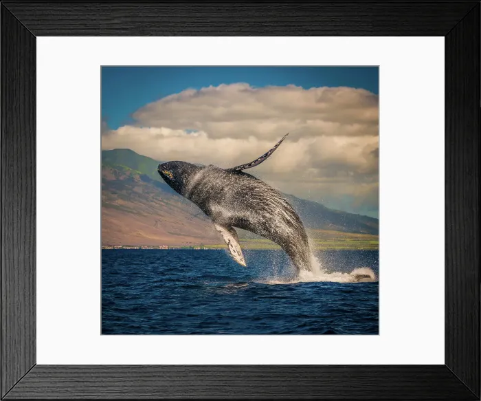Framed Print : Mother whale fully breaches the water, Maui, Hawaii, United States of America, Pacific