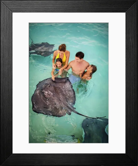 Framed Print : Smiling family having fun together as they swim with stingrays Framed Print : Smiling family having fun together as they swim with stingrays