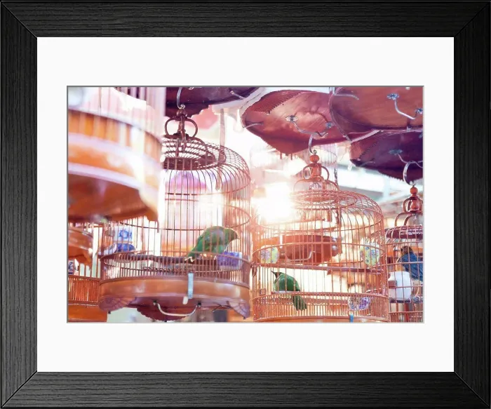 Framed Print : Birds in copper birdcages, Hong Kong, China, East Asia Framed Print : Birds in copper birdcages, Hong Kong, China, East Asia