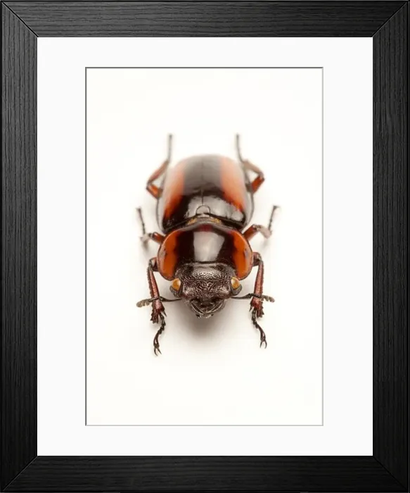 Framed Print : Stag Beetle, Beetle, Insect, Coleoptera