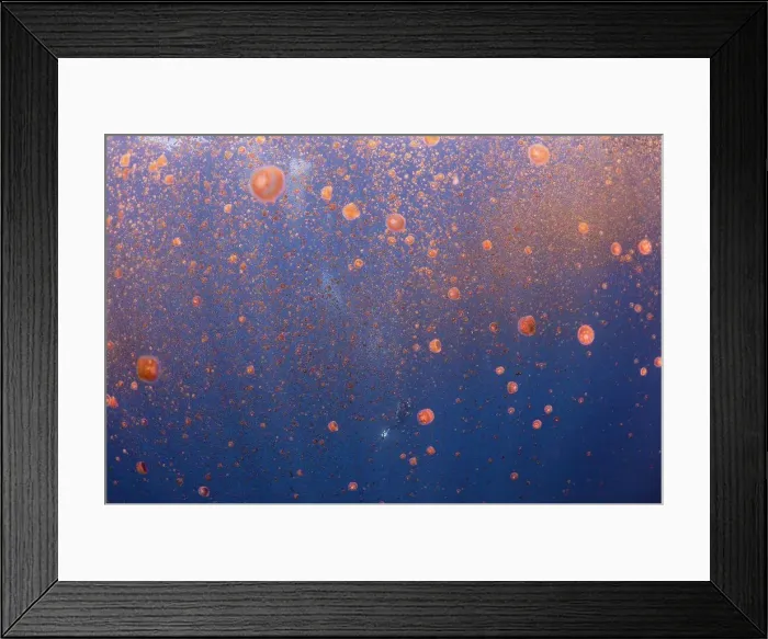 Framed Print : The Bahamas, Nassau, Underwater view of jellyfish colony Framed Print : The Bahamas, Nassau, Underwater view of jellyfish colony