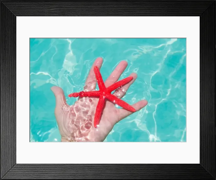 Framed Print : Red starfish in human hand floating in turquoise tropical beach Framed Print : Red starfish in human hand floating in turquoise tropical beach