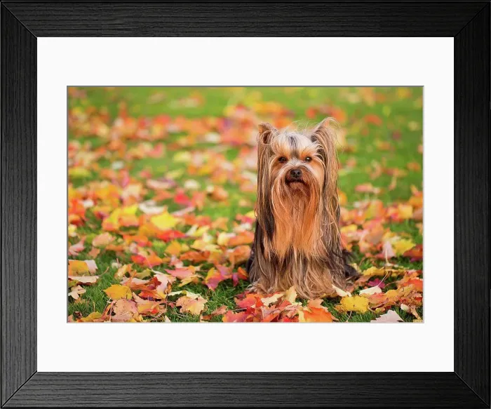 Framed Print : Fall color leaves and little dog Framed Print : Fall color leaves and little dog